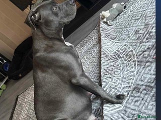 Mixed Breed dogs Cane corso x pressa pups ready to leave - Advert 17