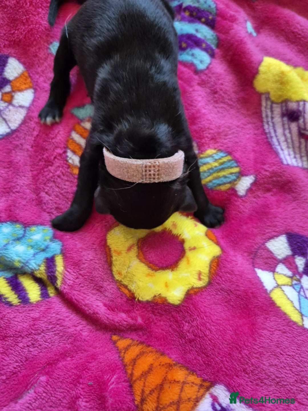 Mixed Breed dogs for sale: Mixed breed puppies for sale  - Advert 5