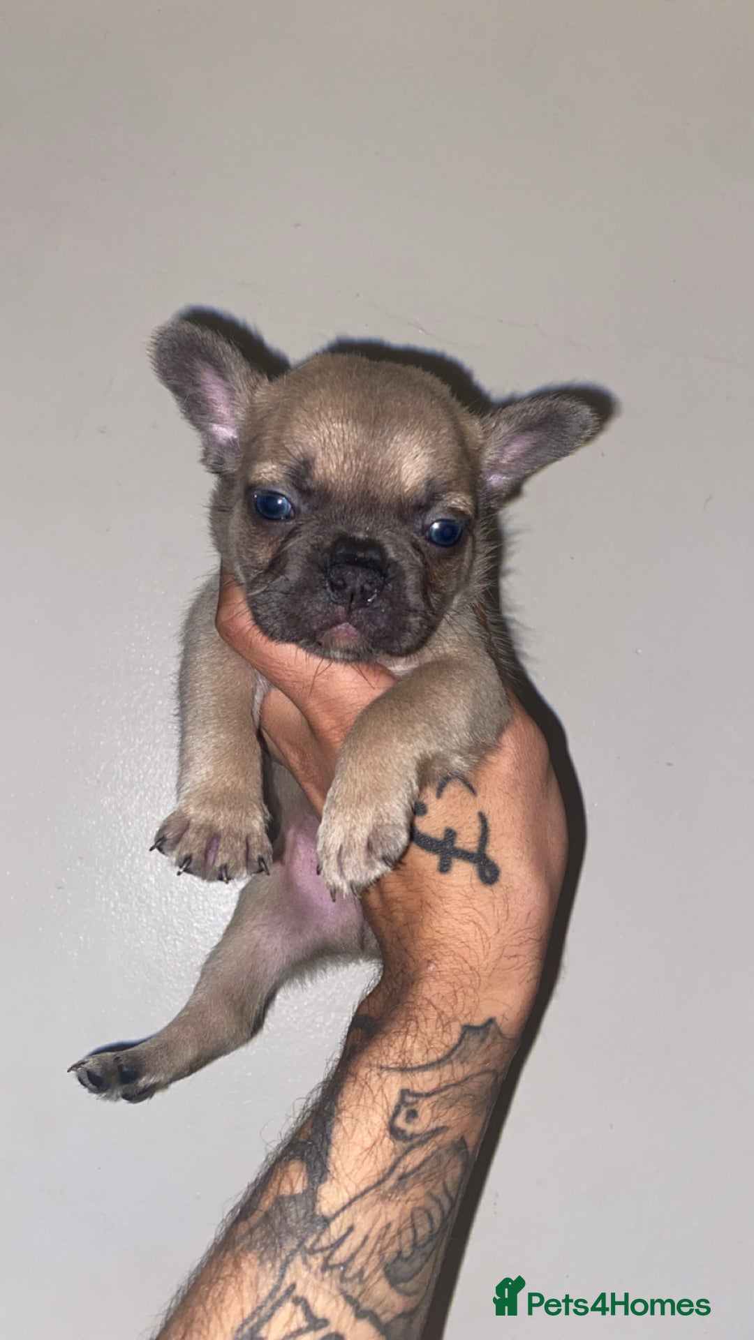French Bulldog dogs for sale: True type frenchie puppies  - Advert 6