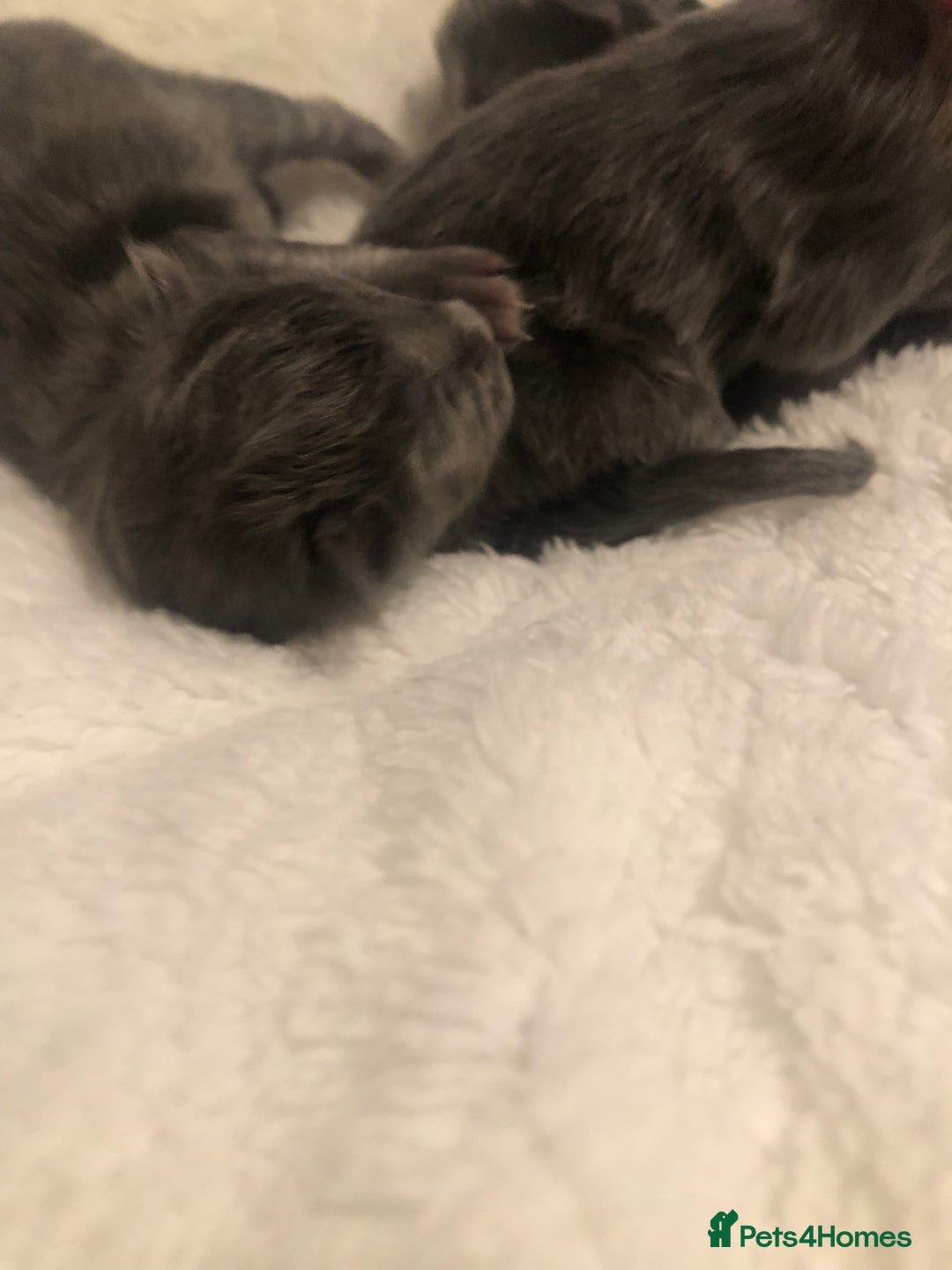 Maine Coon cats for sale: Gorgeous RagCoons - Advert 5