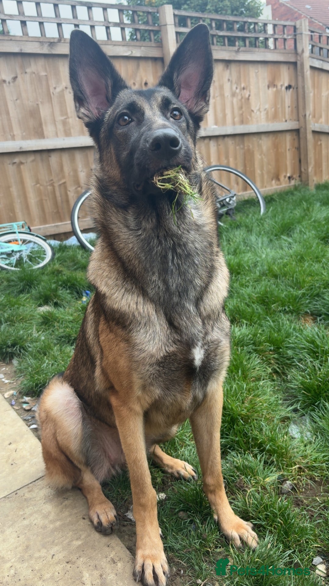 Mixed Breed dogs for sale: Belgian Malinios cross German Shepard  - Advert 1