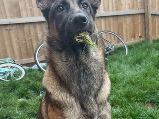 Mixed Breed dogs Belgian Malinios cross German Shepard - Advert 1