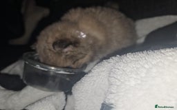 Pomchi dogs for sale: Puppy's 1&2 - Image 20