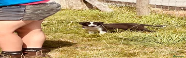Border Collie 2