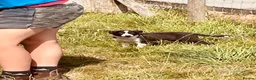 Border Collie dogs for sale: Collie puppies for sale - Advert 6