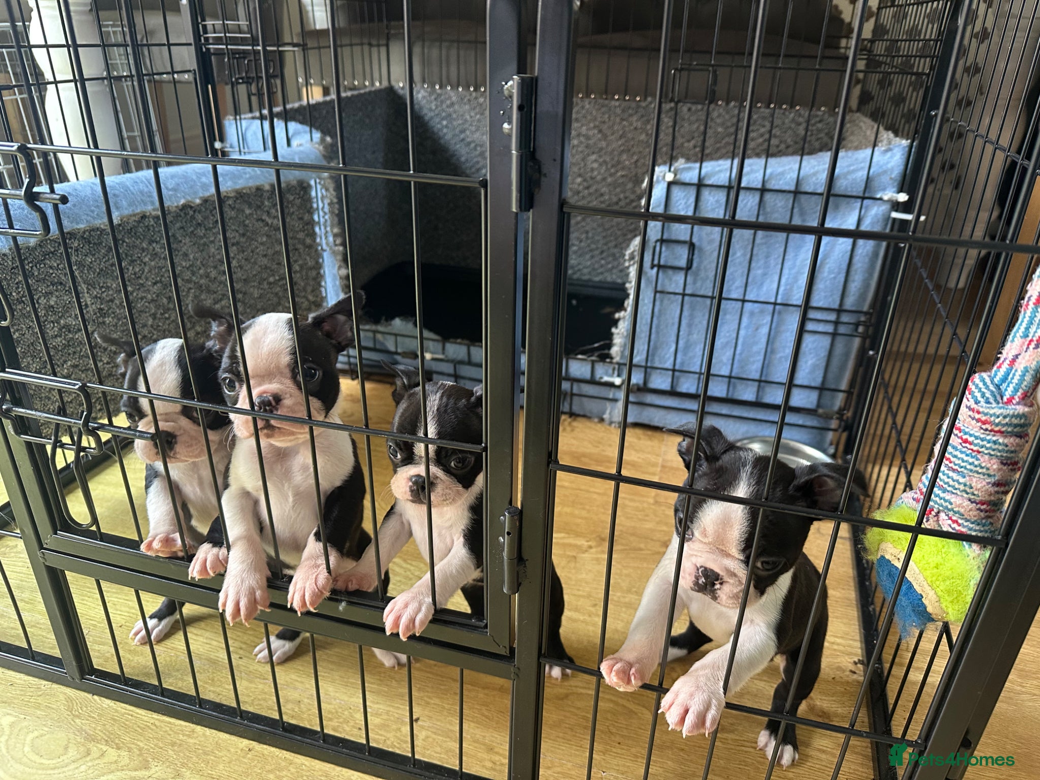 Boston Terrier dogs Kc reg chunky full collar Boston terriers  - Advert 1