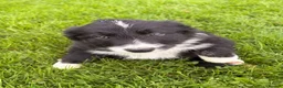 Border Collie dogs for sale: BEAUTIFUL BORDER COLLIE PUPS - Advert 12