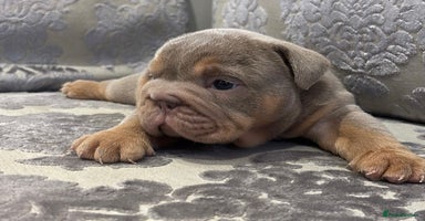English Bulldog dogs - Advert 3