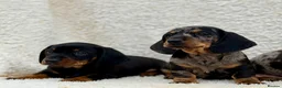 Dachshund dogs for sale: Gorgeous miniature dachshund puppies  - Advert 10