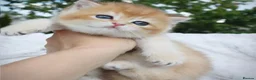 British Shorthair cats for sale: Beautiful golden/gold British shorthair kitten - Advert 5