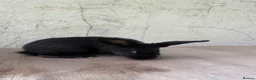 Mixed Breed rabbits for sale: Beautiful Young Black Doe  - Advert 3