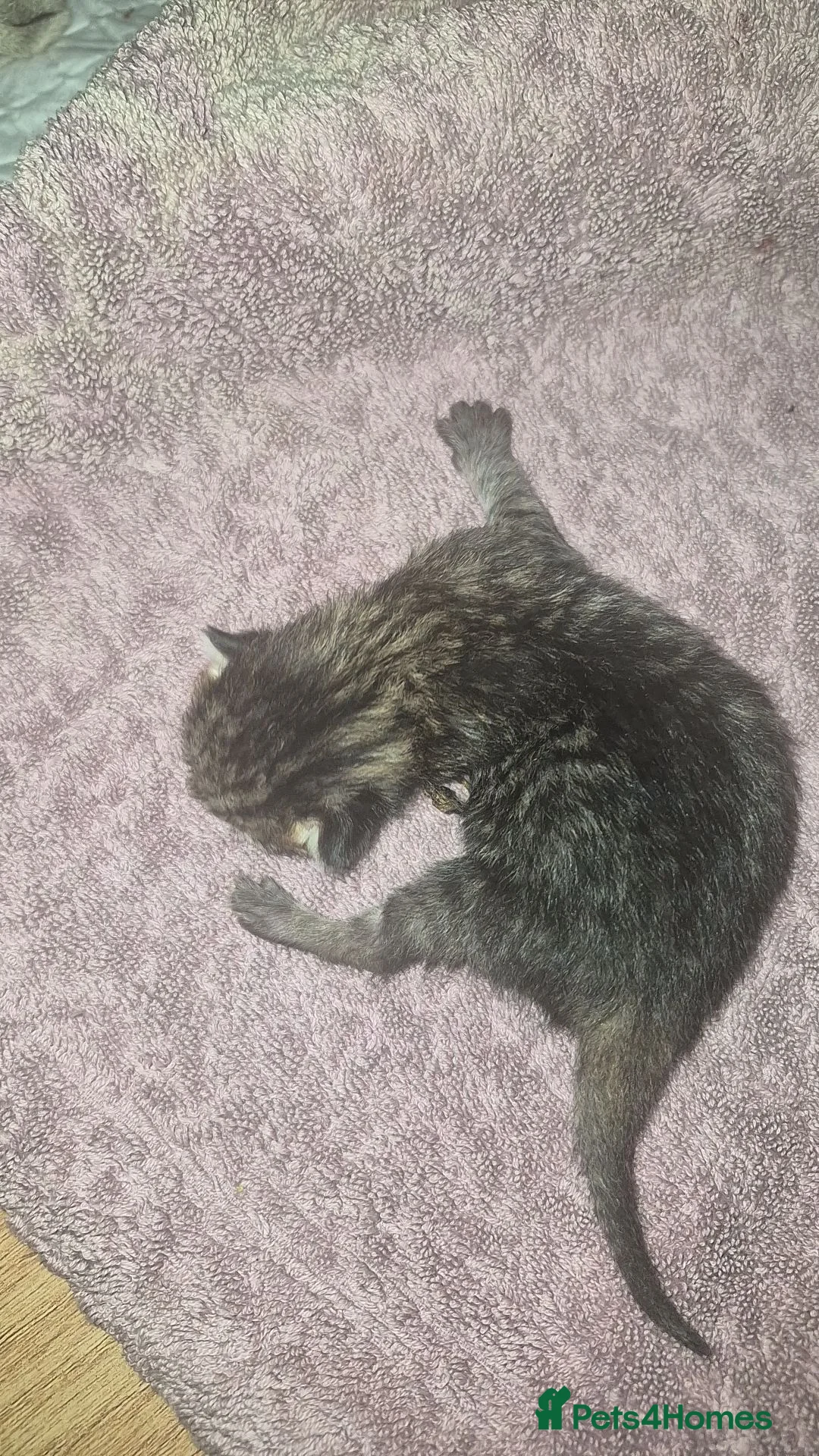 Mixed Breed cats for sale: Adorable mix kittens - Advert 8