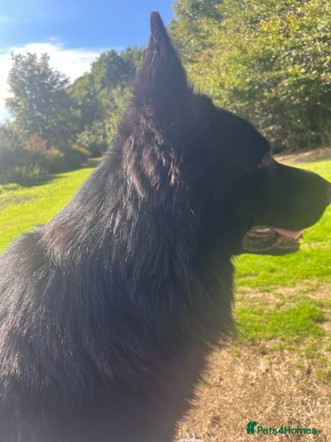 German Shepherd dogs for sale: Black German shepherd  - Advert 7
