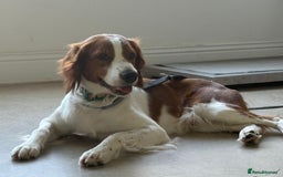 Brittany Spaniel dogs for adoption: Elvis, Brittany Cross, aged 1 in Bedford - Image 19