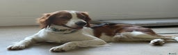 Brittany Spaniel dogs for adoption: RESERVED - Elvis, Brittany Cross, aged 1 in Bedford - Advert 20