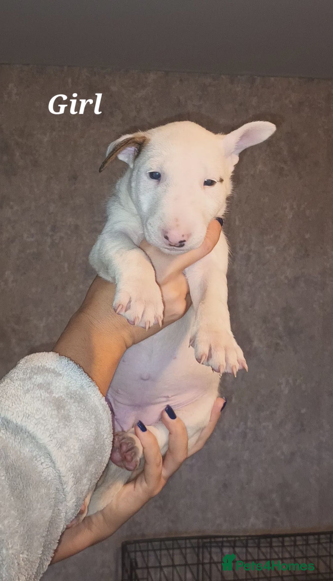 English Bull Terrier dogs for sale: English Bull terrier pups  - Advert 6