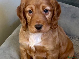 Cocker Spaniel dogs Exceptional KC Reg Working Cocker Spaniel Puppies - Advert 18