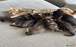 Mixed Breed cats for sale: ❤️ beautiful fur baby’s ready now❤️ - Image 7