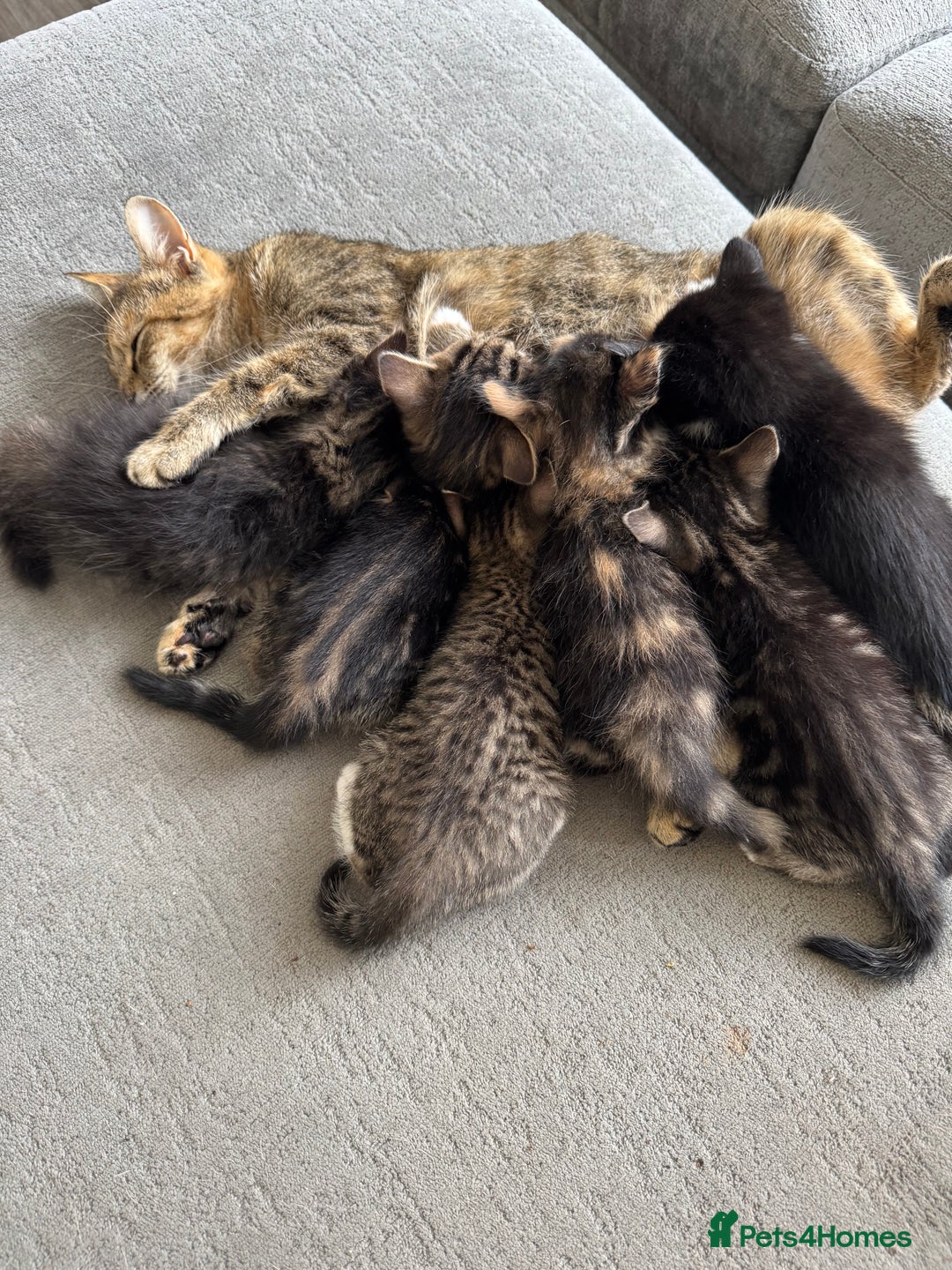 Mixed Breed cats for sale: ❤️ beautiful fur baby’s ready now❤️ - Image 7