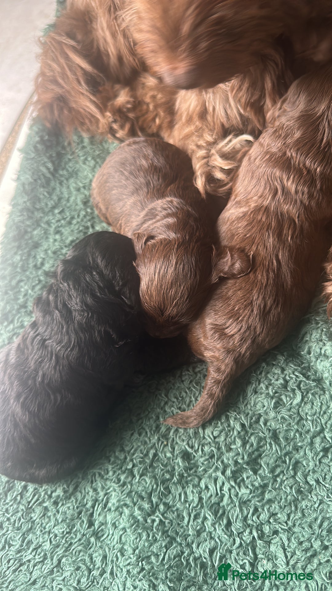 Cockapoo dogs for sale: Black female cockerpoo - Advert 5