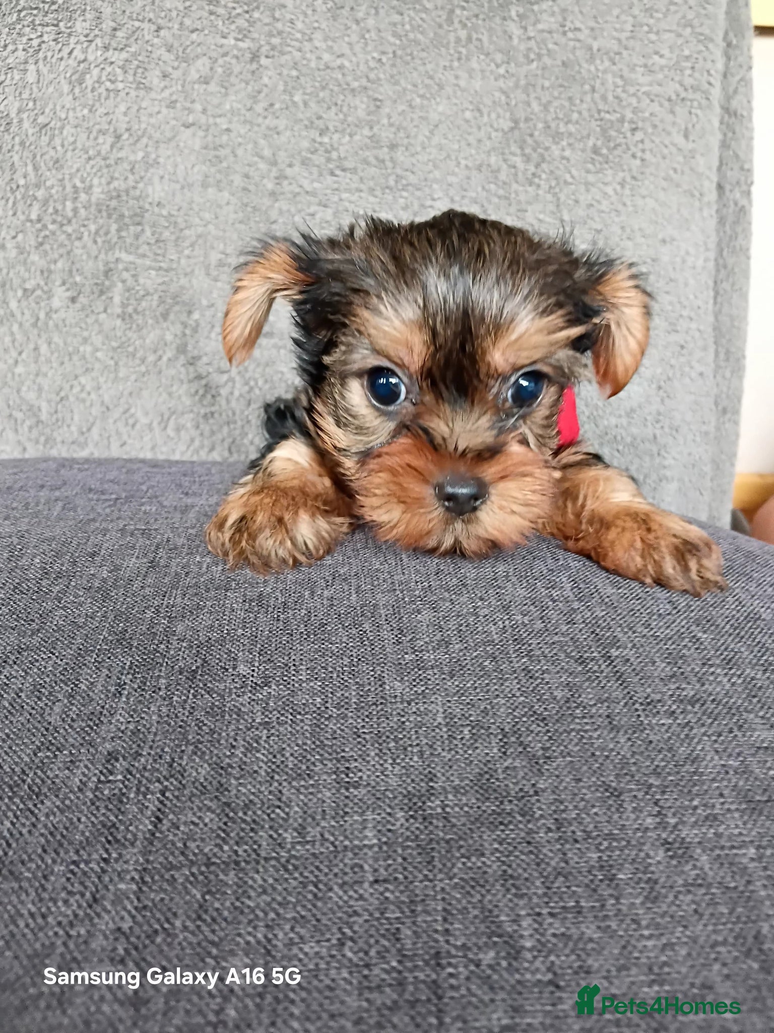 Yorkshire Terrier dogs for sale: WONDERFULL MINI YORKSHIRE TERRIER  - Advert 1