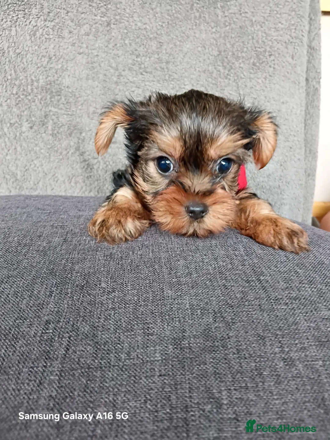 Yorkshire Terrier dogs for sale: WONDERFULL MINI YORKSHIRE TERRIER  in Tipton - Advert 1