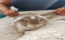 Lionhead rabbits for sale: Lion Lop Bunnies  - Image 3