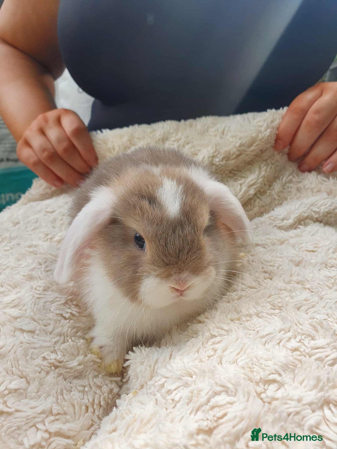 Lionhead rabbits for sale: Lion Lop Bunnies  - Image 3