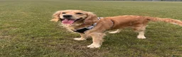 Golden Retriever dogs for sale: Mini Golden Retriever/Dakota Sport Retriever - Advert 5