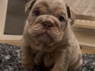 English Bulldog dogs Lilac Merle female English bulldog puppies - Advert 15