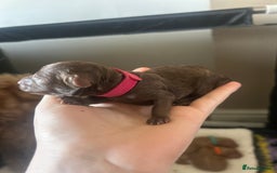 Cockapoo dogs for sale: Beautiful Cockapoo pups ready 22/11/2025 - Image 13