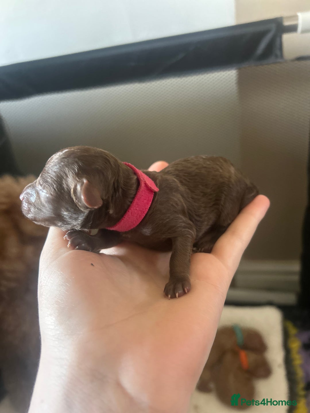 Cockapoo dogs for sale: Beautiful Cockapoo pups ready 22/11/2025 - Image 13