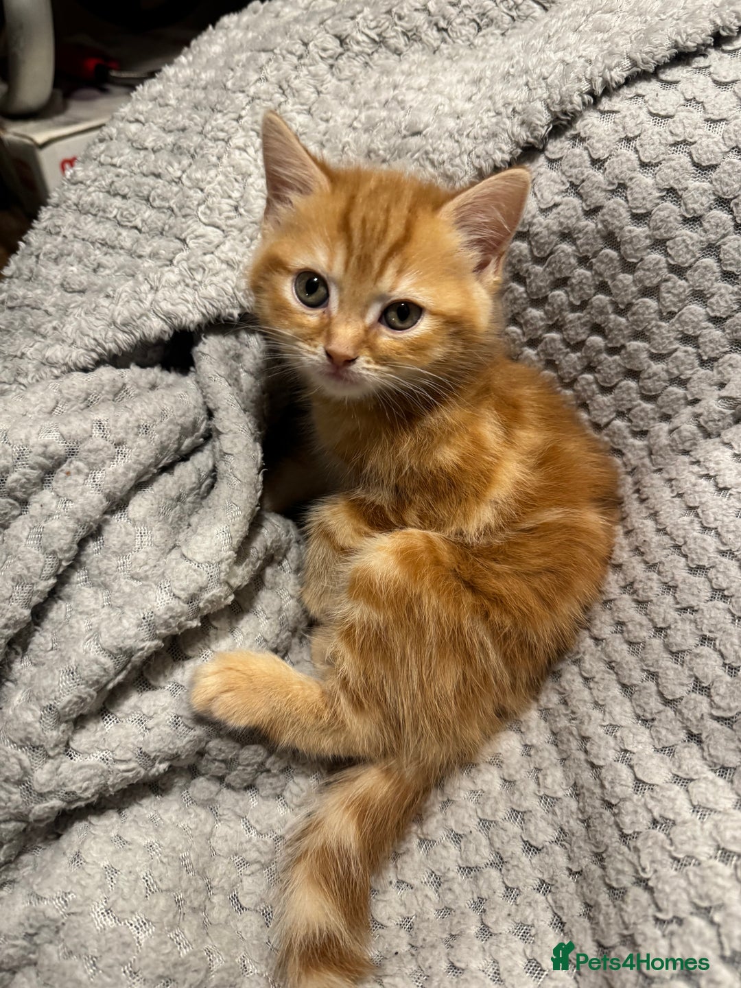 Domestic Shorthair cats for sale: Real life Garfield🤩 - Image 11
