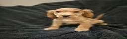 Cocker Spaniel dogs for sale: KC Health Clear Cocker Spaniels Puppies-Ready Now - Advert 2