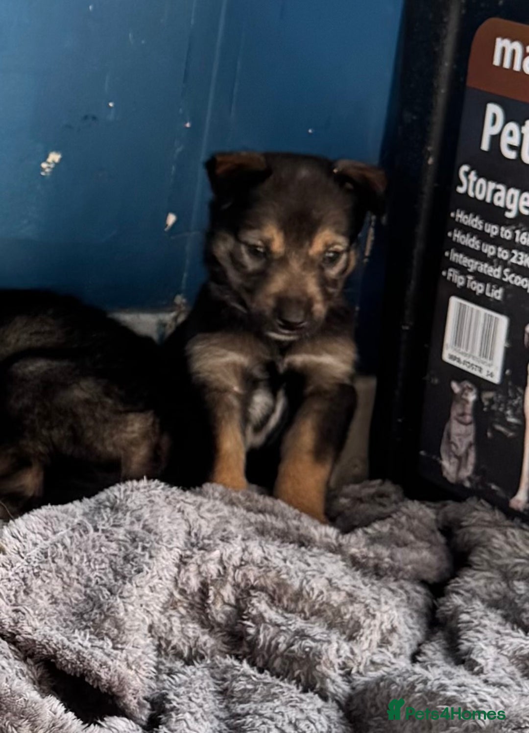 Mixed Breed dogs for sale: Sprollie x husky puppies  - Image 22