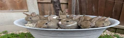 Mixed Breed rabbits for sale: Netherland Dwarf x Mini Rex Babies - Advert 3