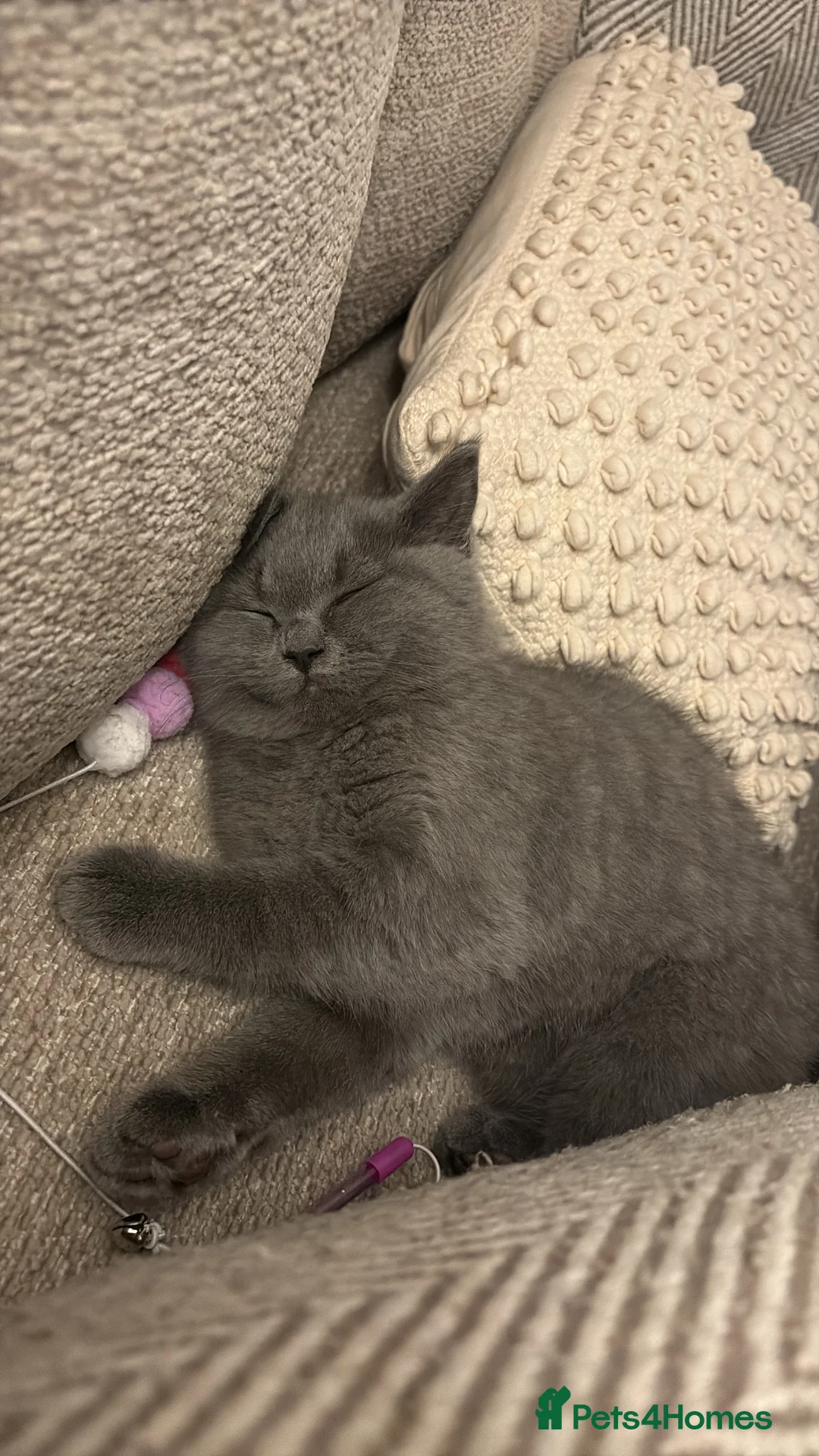 British Shorthair cats for sale: British Shorthair Kitten - Advert 3