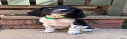 English Springer Spaniel dogs for sale: ESS Puppies Ready to leave  - Advert 2