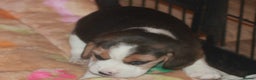 Beagle dogs for sale: BEAUTIFUL KENNEL CLUB REG BEAGLE PUPPIES - Advert 4