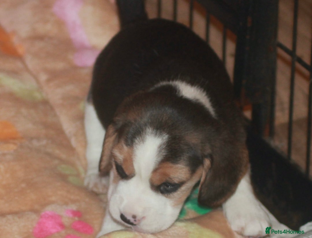 Beagle dogs for sale: BEAUTIFUL KENNEL CLUB REG BEAGLE PUPPIES - Advert 4