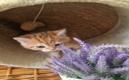 British Shorthair cats for sale: NY12 TICA GOLDEN BRITISH SHORTHAIR KITTENS  - Image 8