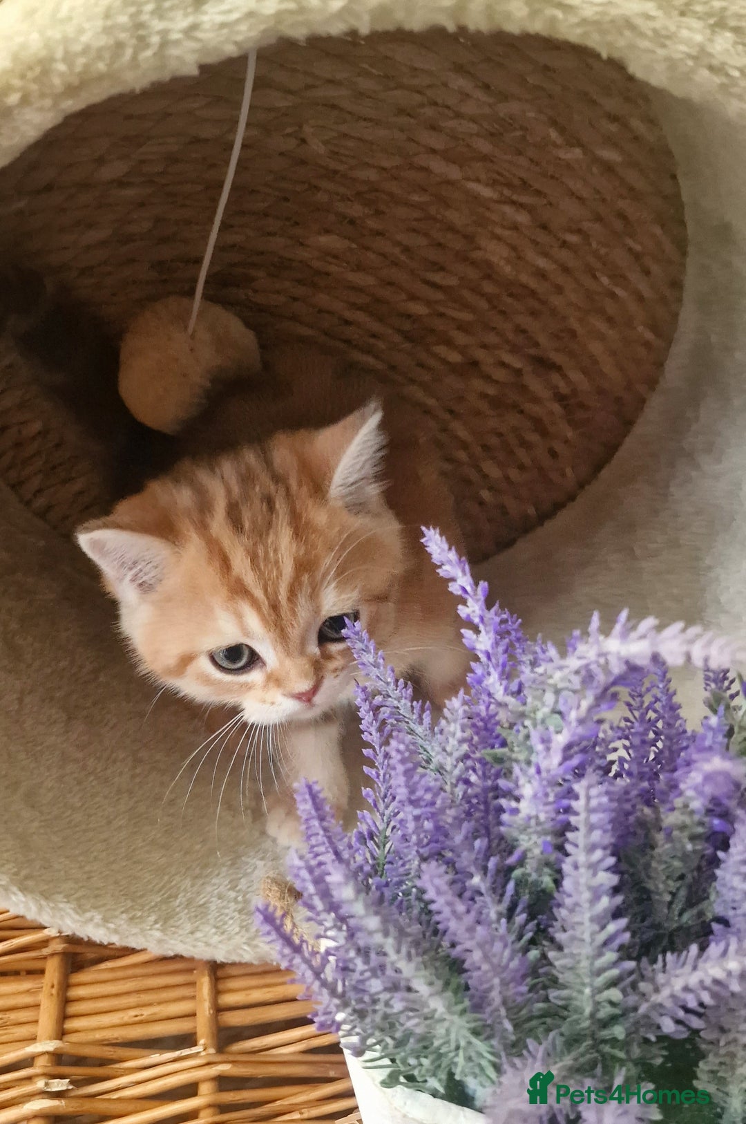 British Shorthair cats for sale: NY12 TICA GOLDEN BRITISH SHORTHAIR KITTENS  - Image 8