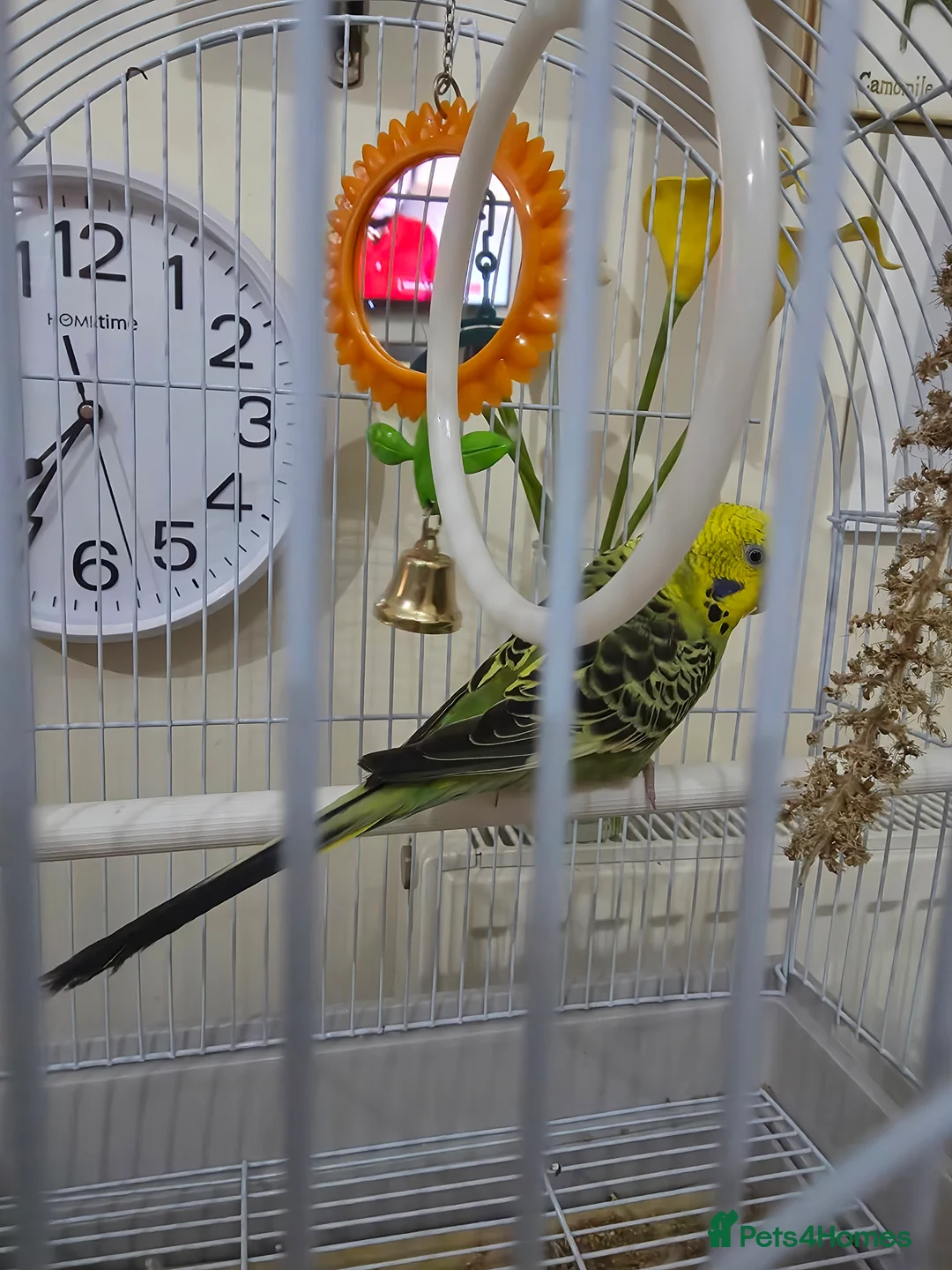 Budgerigars birds for sale: Budgie with cage  in Hythe - Advert 1