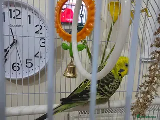 Budgerigars birds Budgie with cage in Hythe - Advert 1