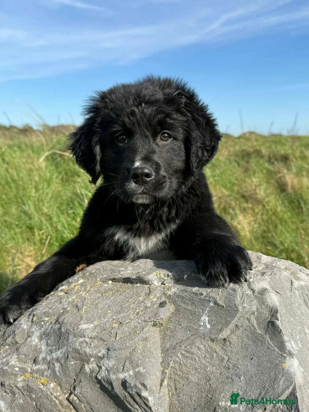 Golden Retriever dogs for sale: Fully Trained Bernese x Golden Retriever Male Pups - Advert 2