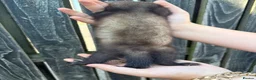 Ferret rodents for sale: Ferret kits - Advert 9