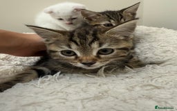 Mixed Breed cats for sale: 2 adorable little boys for sale - Image 6