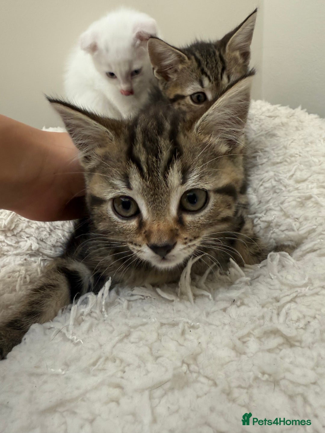 Mixed Breed cats for sale: 2 adorable little boys for sale - Image 6