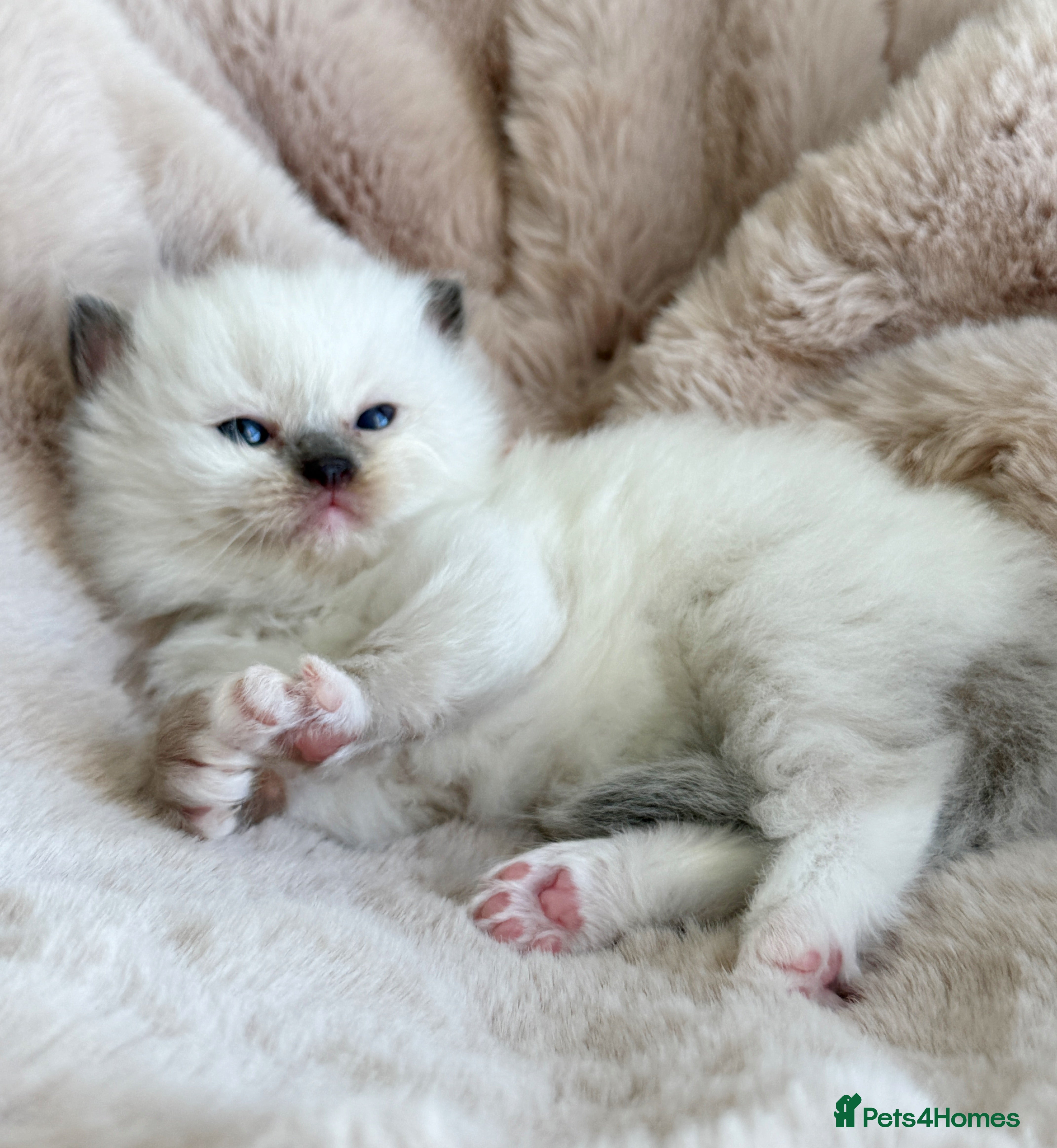 Ragdoll cats ✨ 4 Gorgeous Ragdoll Kittens ✨ - Advert 8