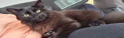 Mixed Breed cats for sale: Free to good home- Domestic Mixed Breed Longhaired in Pentraeth - Advert 5